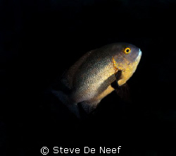 midnight snapper on apo island by Steve De Neef 